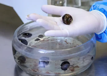 A meningite é uma doença caracterizada pela inflação das meninges