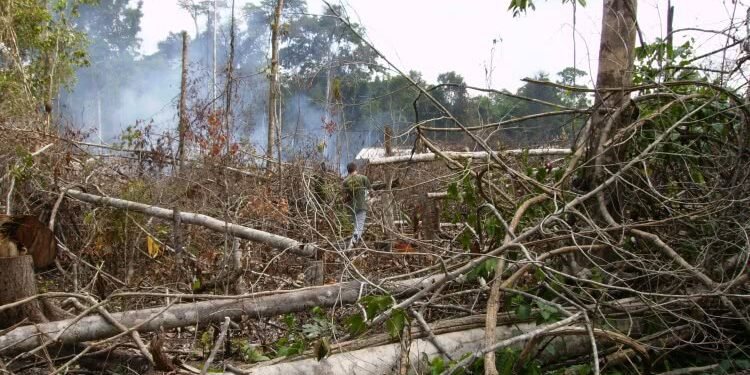 Desmatamento na Amazônia afeta o clima regional e global - (Foto: Reprodução)