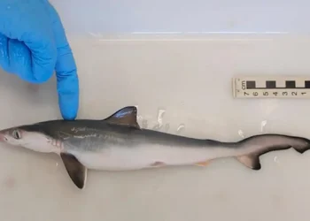 Tubarão - (Foto: Divulgação)