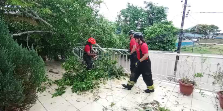 Árvore destrói telhado de casa após forte chuva em Manaus
