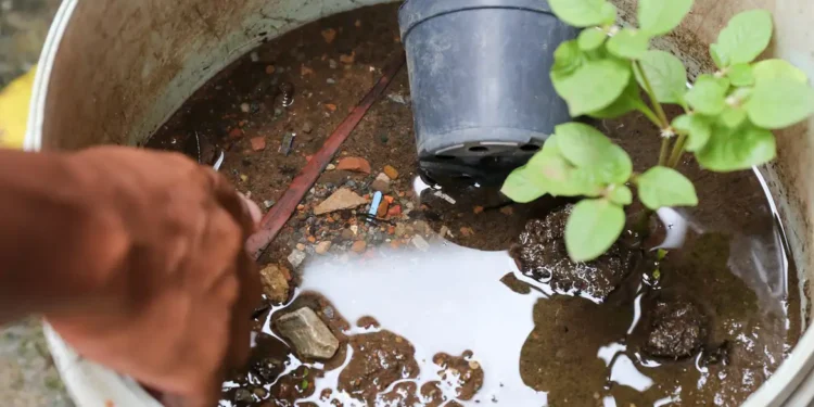 O Brasil já contabiliza 5.008 mortes por dengue em 2024 (Fábio Rodrigues)