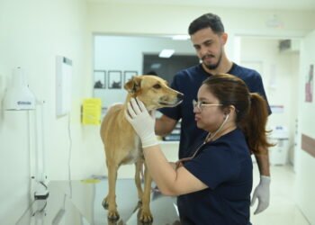 Clínica Veterinária da Fametro atendeu mais de 2,5 mil pets em seis meses