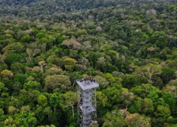 Desmatamento amazonas