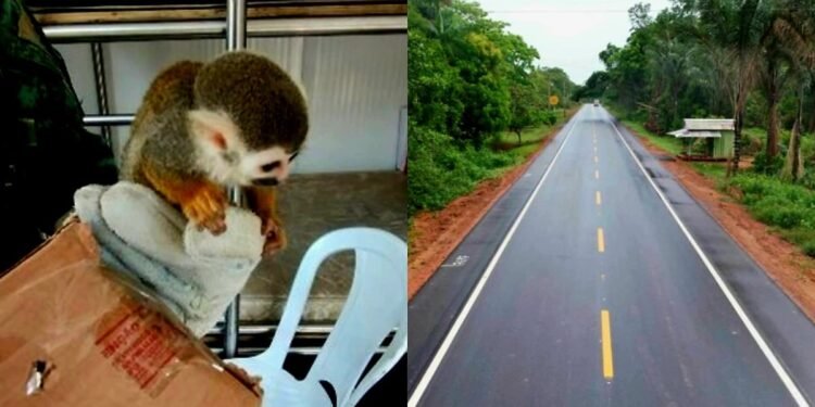 Homem é preso por transportar animal silvestre pela rodovia AM-010