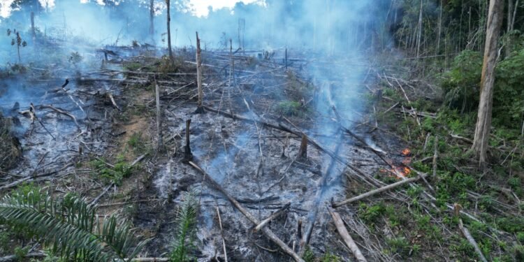 Queimadas no Amazonas - (Foto: Divulgação)