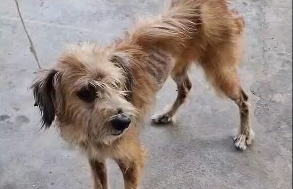 Cachorro vítima de maus-tratos - (Foto: Divulgação/PC-AM)