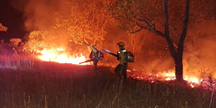 Brigadistas atuam no combate e prevenção à incêndios no Amazonas (Foto: Reprodução)
