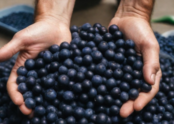 Açaí: um negócio rentável com expansão de franquias no Norte do país