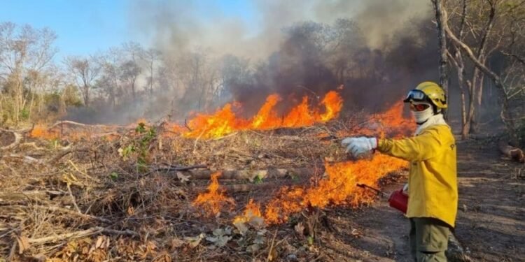 Equipe do PrevFogo, do Ibama, atua no combate ao fogo em Roraima Imagem: Ibama
