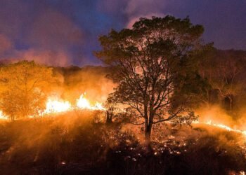 focos de incêndios e queimadas no Amazonas