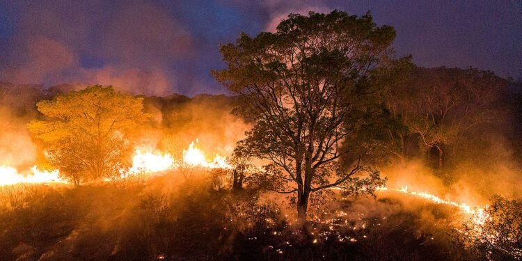 focos de incêndios e queimadas no Amazonas