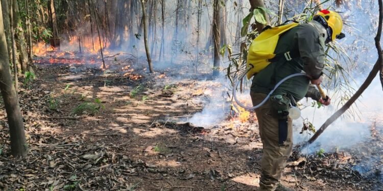Unidades de Conservação do Baixo Rio Negro recebem ações de combate a focos de incêndio