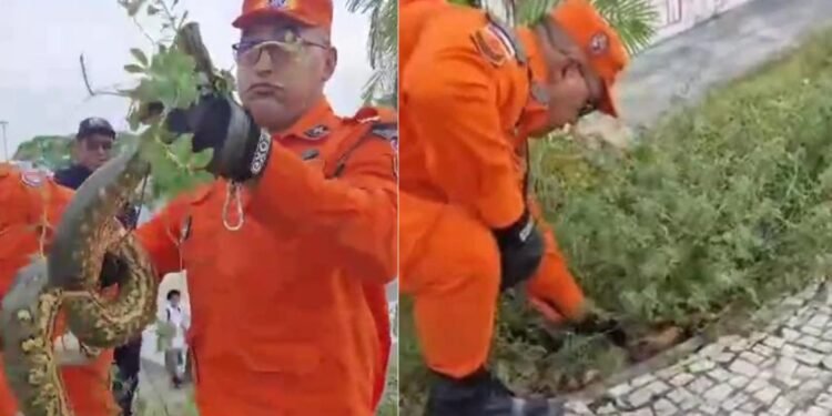 Os bombeiros resgatam cobra na Ponta Negra em Manaus