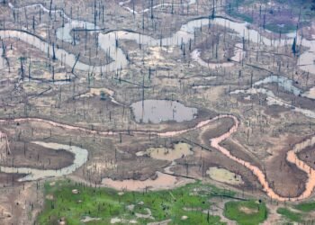 Quatro municípios na região da BR-319 concentram mais da metade da extração ilegal de madeira no Amazonas