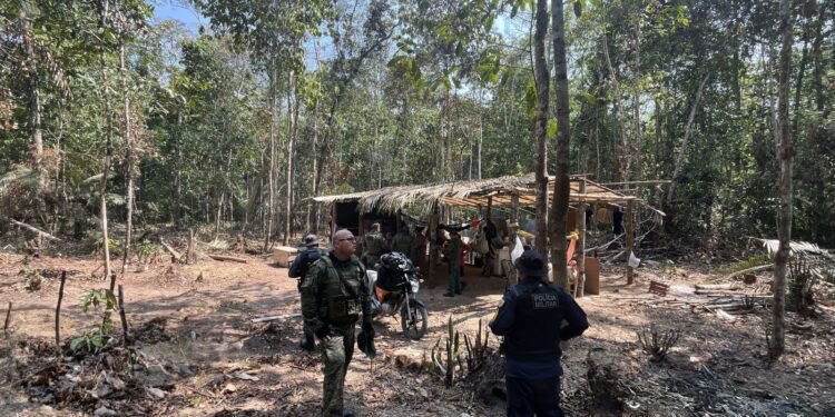 Mulher é presa por crime ambiental na AM-010