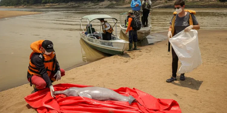 Lagos na Amazônia registram maior média de temperatura em agosto