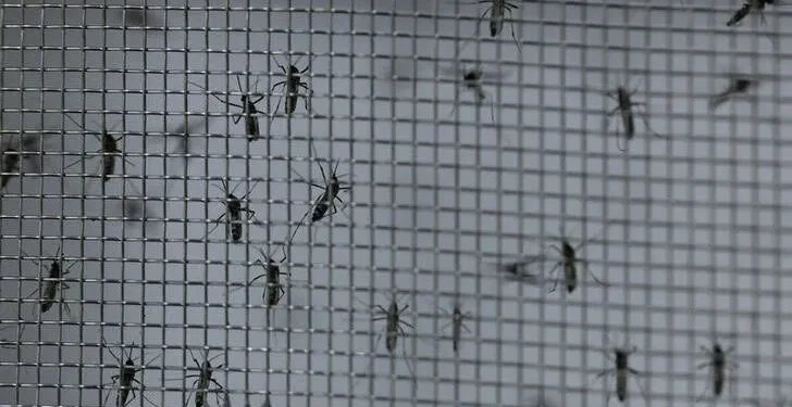 dengue-brasil