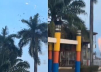 fogos de artifícios os pássaros