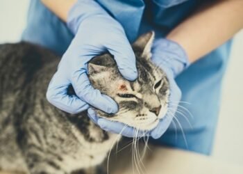 Médica veterinária orienta como prevenir a esporotricose animal