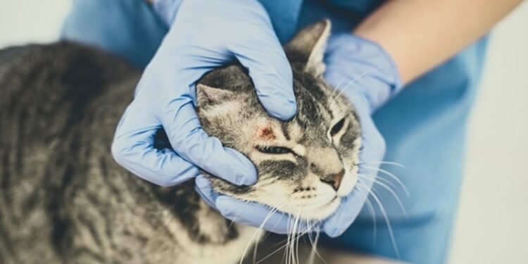 Médica veterinária orienta como prevenir a esporotricose animal