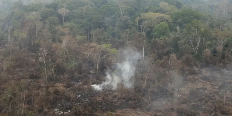 Delegado da PF diz que há indícios de ação coordenada em incêndios