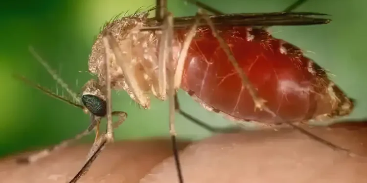 Surto recente de febre Oropouche foi causado por nova linhagem viral