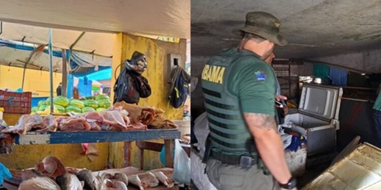 Operação em Tefé (AM) apreende mais de 400 kg de pirarucu e um peixe-boi (Foto: Reprodução)