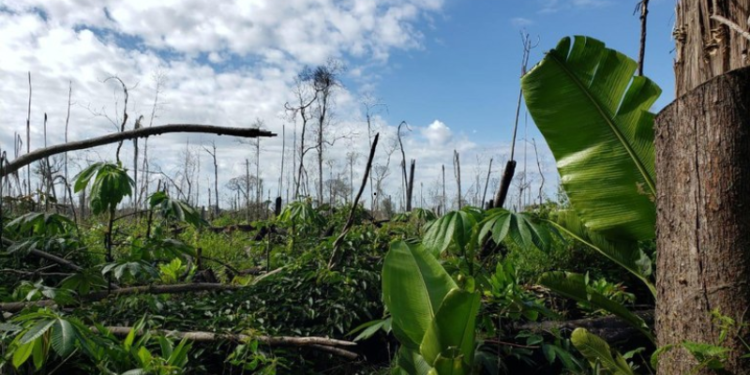 Justiça condena quatro pessoas a pagar R$ 11 milhões por desmatamento em Boca do Acre 