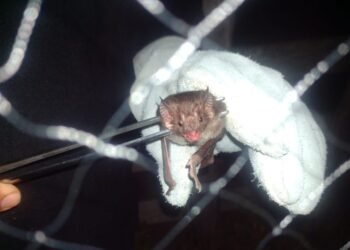 vacinacao-herbivoros