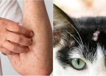 Esporotricose: AM tem mais de mil casos em animais e 857 pessoas doentes