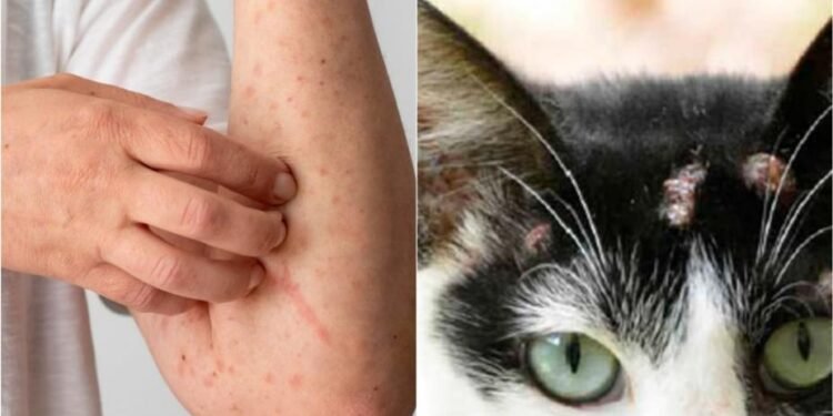 Esporotricose: AM tem mais de mil casos em animais e 857 pessoas doentes