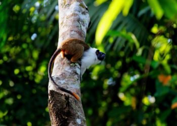 Sauim-de-coleira ameaçado de extinção tem habitat reduzido em Manaus