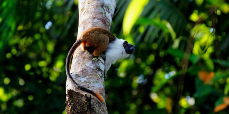 Sauim-de-coleira ameaçado de extinção tem habitat reduzido em Manaus