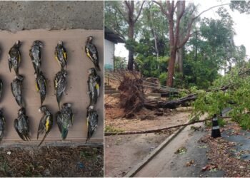 Árvores ainda estão caídas nas ruas da Ufam e aulas são remotas