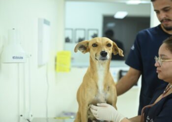 CASA Fametro promove atendimento gratuito de prevenção ao câncer de mama em pets durante o Outubro Rosa