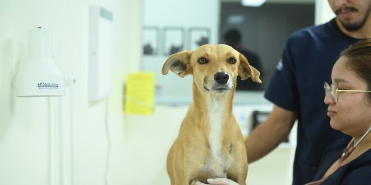 CASA Fametro promove atendimento gratuito de prevenção ao câncer de mama em pets durante o Outubro Rosa