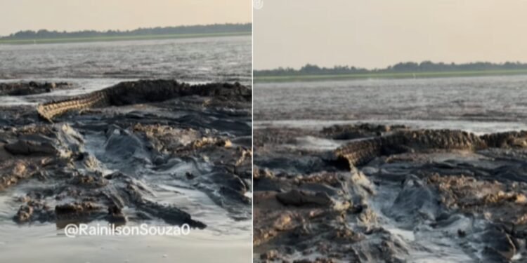 Jacarés açu no Amazonas
