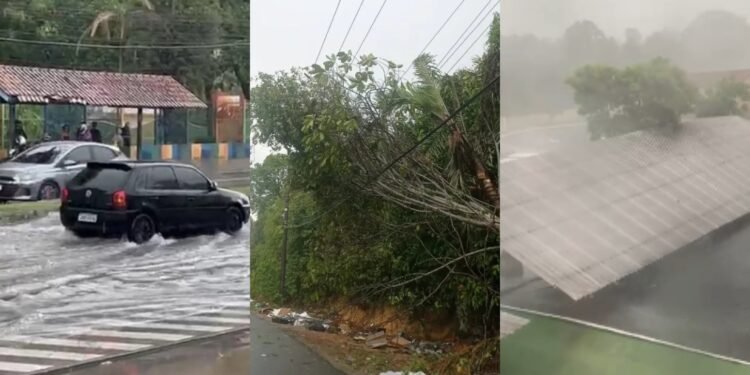 Chuva causa queda de árvore e interrupção da energia neste domingo de eleição em Manaus