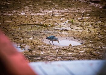 Seca na região da Praia Dourada (João Dejacy/Rios de Notícias)