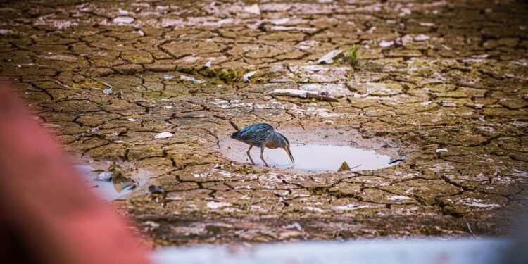 Seca na região da Praia Dourada (João Dejacy/Rios de Notícias)