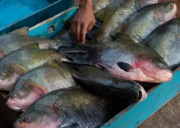 Pesca do Tambaqui