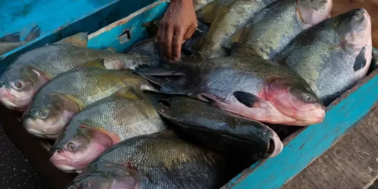 Pesca do Tambaqui
