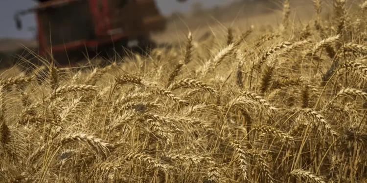 Produção de grãos terá crescimento recorde de 8,3%, prevê Conab