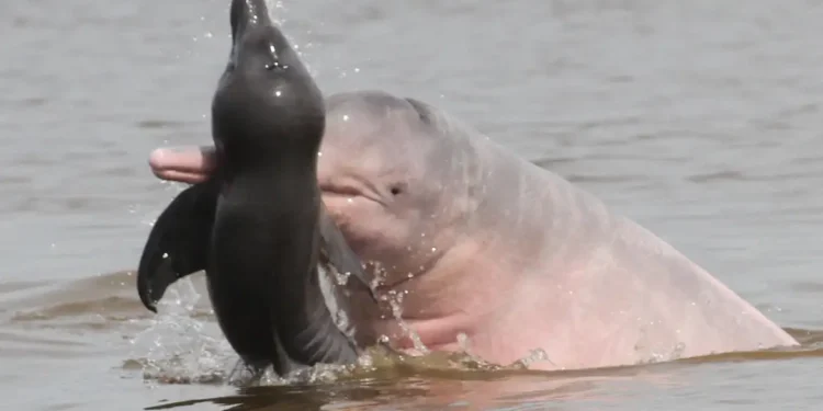 Vida selvagem diminui 73% em 50 anos, diz relatório da WWF