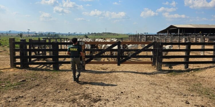 frigorificos-embargos-ibama