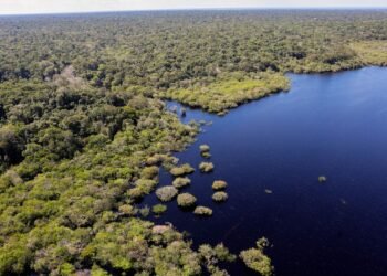 Cinco países aderem a fundo para conservação de florestas tropicais