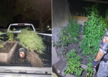Apreensão das mudas de maconha