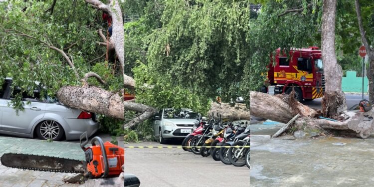 árvore cai em veículo