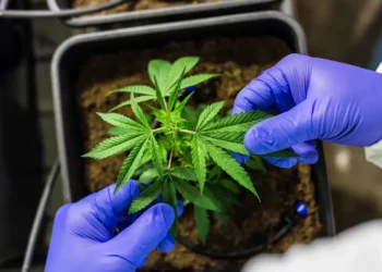 STJ autoriza cultivo de cannabis para fins medicinais