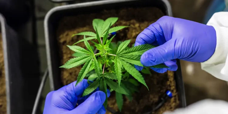 STJ autoriza cultivo de cannabis para fins medicinais